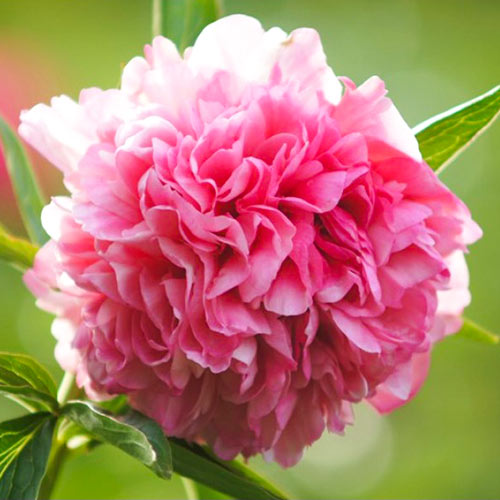 Пион Салмон Глори изображение 1 артикул 61053