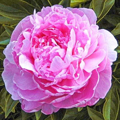 Пион Сьюзи Кью изображение 1 артикул 61052