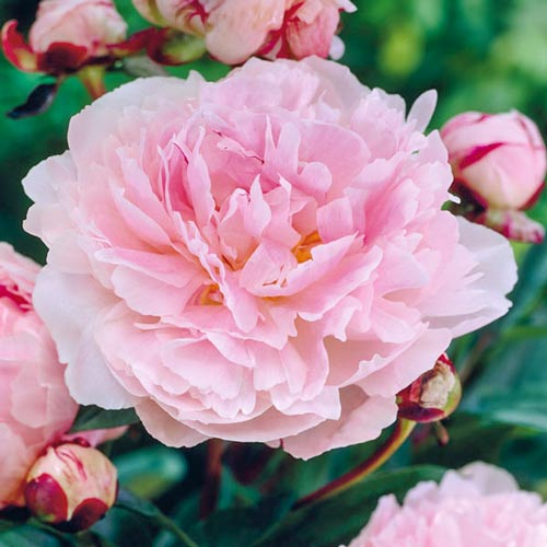 Пион Тафф изображение 1 артикул 76341