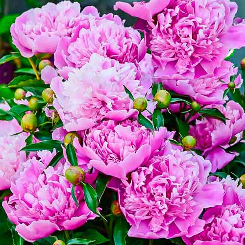 Пион травянистый Александр Флеминг изображение 1 артикул 68969