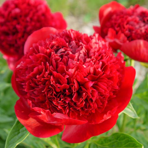 Пион травянистый Мадам Годишо изображение 1 артикул 68977