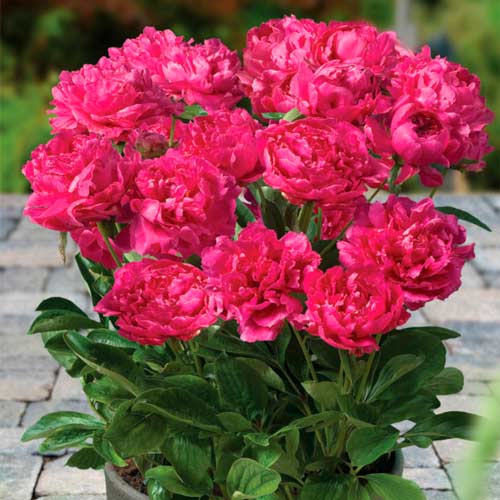 Пион Патио Лондон изображение 1 артикул 68979