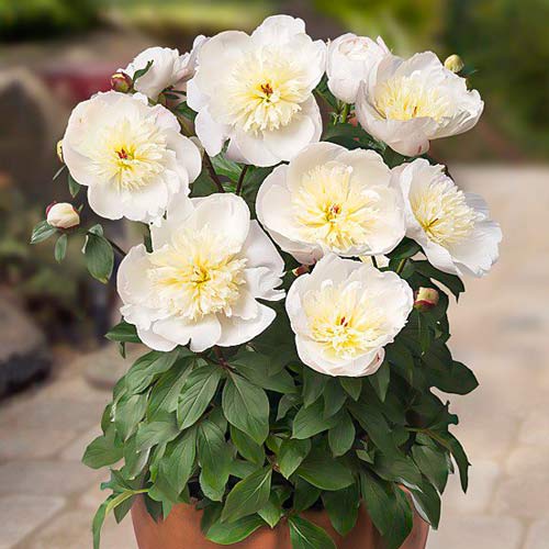 Пион Патио Мадрид изображение 1 артикул 68980