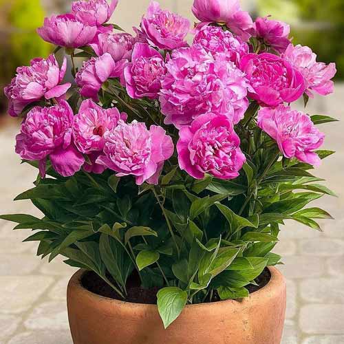 Пион Патио Рим изображение 1 артикул 68982