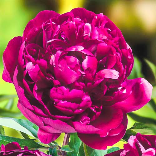 Пион травянистый Питер Бренд изображение 1 артикул 68983
