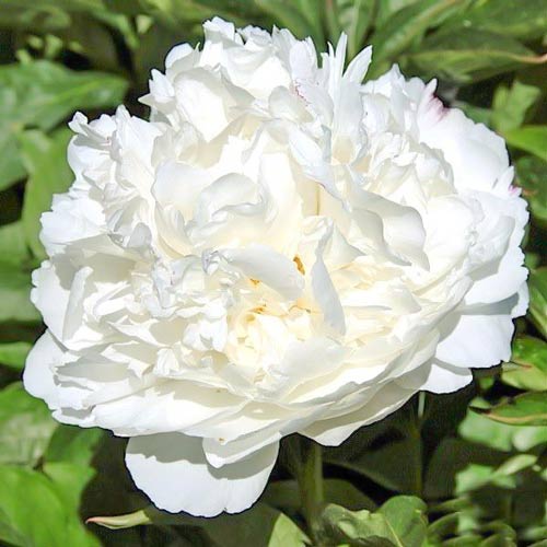 Пион Вайт изображение 1 артикул 76487