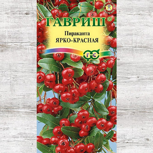 Пираканта Ярко-красная Гавриш изображение 1 артикул 71241