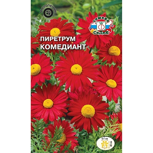 Пиретрум Комедиант Седек изображение 1 артикул 93943