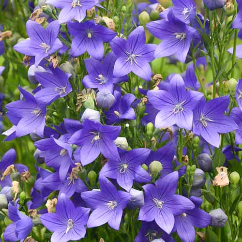 Платикодон Блю изображение 1 артикул 76497