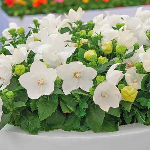 Платикодон Вайт изображение 1 артикул 70449