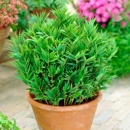 Бамбук карликовый изображение 2 артикул 7261