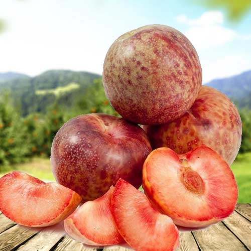 Плумкот (слива-абрикос) Триумф изображение 1 артикул 7044