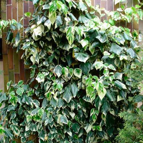 Плющ Глория де Маренго изображение 1 артикул 67845