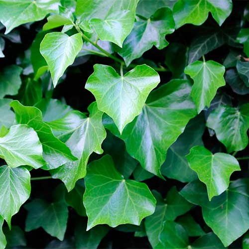 Плющ Гринхарт изображение 1 артикул 9084