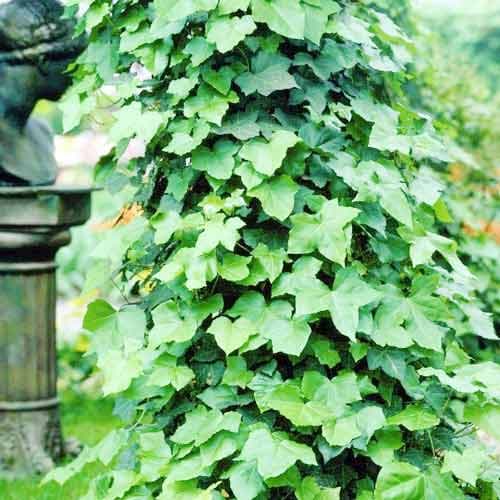 Плющ ирландский   изображение 1 артикул 9081