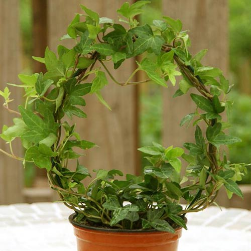 Плющ комнатный артикул фото 1 Плющ комнатный изображение 1 артикул 2339