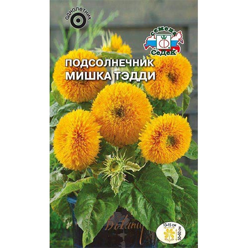 Подсолнечник декоративный Мишка Тэдди Седек изображение 1 артикул 93948