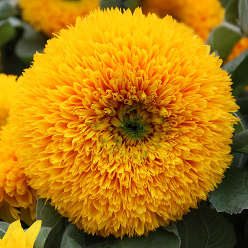 Подсолнечник декоративный Мишутка Premium Seeds изображение 1 артикул 83959