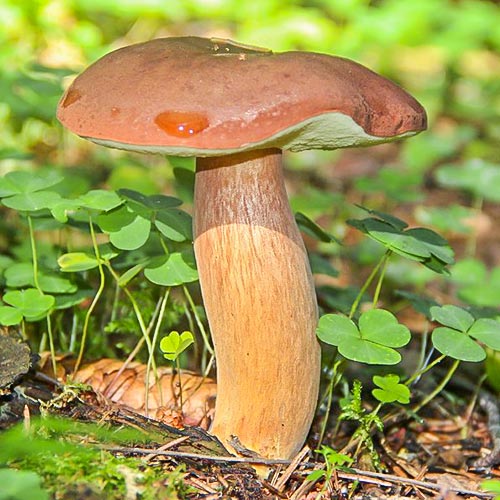 Гриб польский изображение 2 артикул 9780