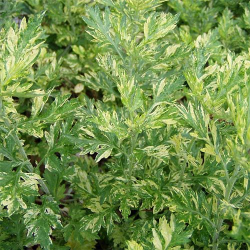 Полынь обыкновенная Ауреовариегата изображение 1 артикул 01393
