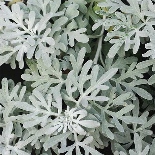 Полынь Стеллера Морис Форм изображение 1 артикул 01394