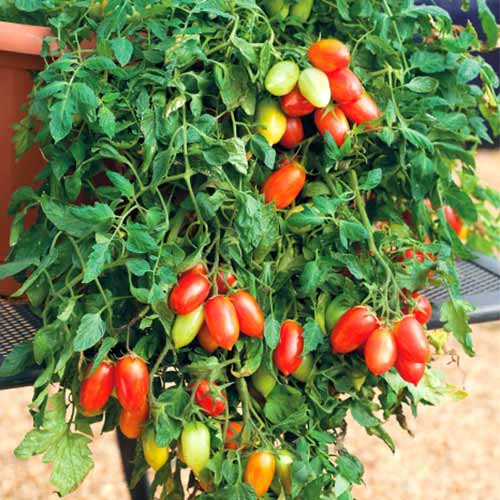 Томат (помидор) Фейерверк изображение 1 артикул 71909