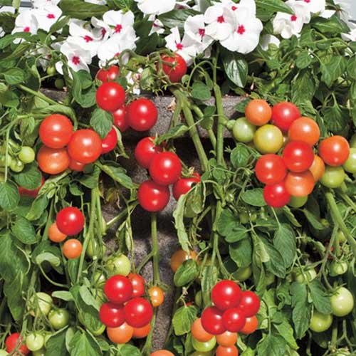 Томат (помидор) Вишнёвый фонтан F1 изображение 1 артикул 71907