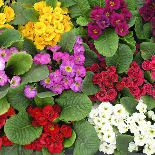 Примула 8 Марта F1, смесь окрасок Premium Seeds изображение 1 артикул 83962