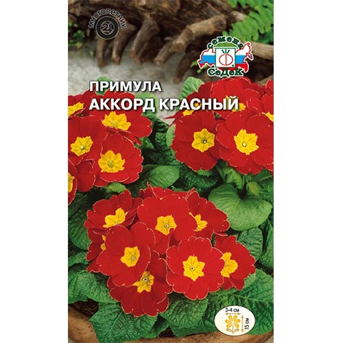 Примула Аккорд красный Седек изображение 1 артикул 93955