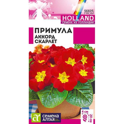 Примула Аккорд Скарлет Семена Алтая изображение 1 артикул 94209