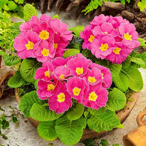 Примула бесстебельная Делайт Земляника F1 изображение 1 артикул 71569