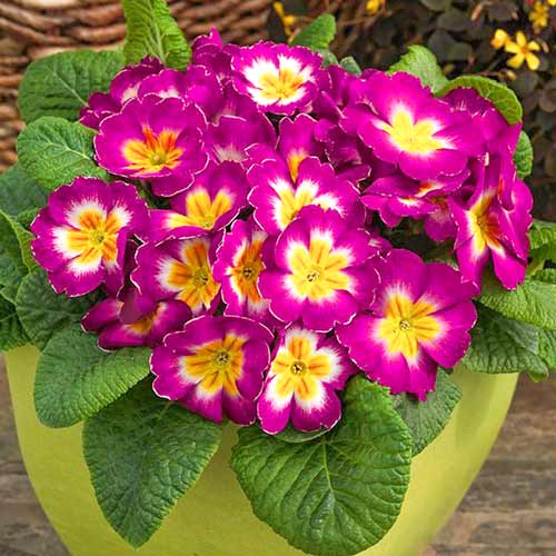 Примула Биколор Калипсо F1, семена  изображение 1 артикул 65889