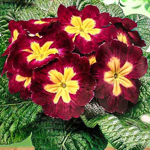 Примула Биколор Миранда F1, семена изображение 1 артикул 65891