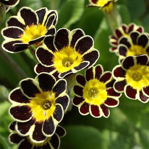 Примула Черная жемчужина F1 Premium Seeds изображение 1 артикул 83961