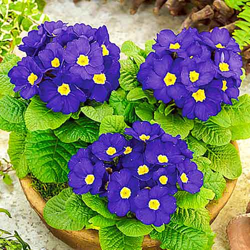 Примула Делайт Черника F1, семена  изображение 1 артикул 65895