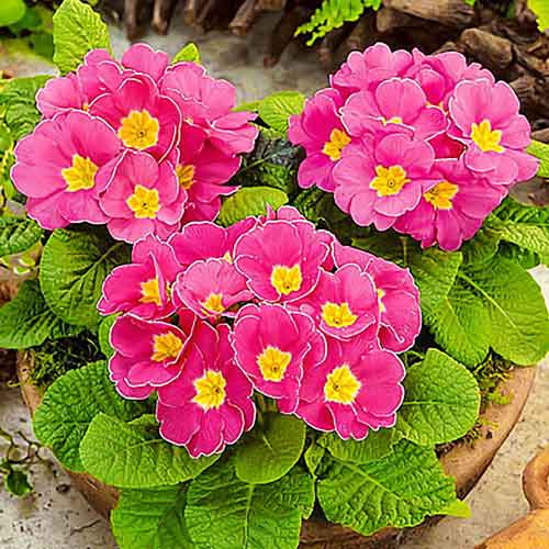 Примула Делайт Земляника F1, семена  изображение 1 артикул 65894