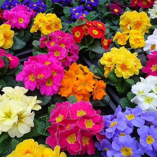Примула Грандиссима F1, смесь окрасок артикул фото 1 Примула Грандиссима F1, смесь окрасок изображение 1 артикул 69012