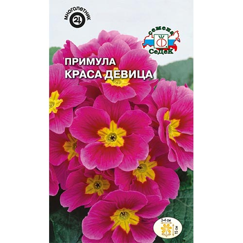 Примула Краса девица Седек изображение 1 артикул 93957
