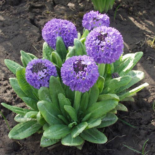 Примула мелкозубчатая Блю изображение 1 артикул 01398