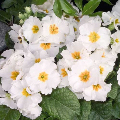 Примула мягкая Прима белая F1 артикул фото 1 Примула мягкая Прима белая F1 изображение 1 артикул 71573