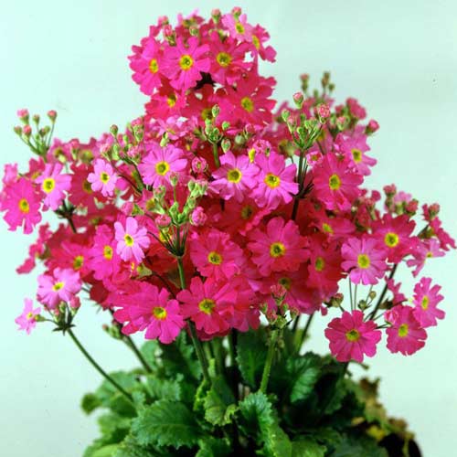 Примула мягкая Прима розовая с глазком F1 изображение 1 артикул 71575