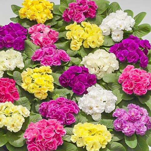 Примула Палома F1, смесь окрасок артикул фото 1 Примула Палома F1, смесь окрасок изображение 1 артикул 82791