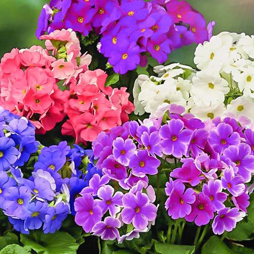 Примула Погладь меня F1, смесь окрасок Русский огород НК изображение 1 артикул 82792