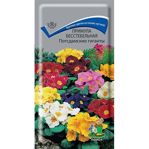 Примула Потсдамские гиганты, смесь окрасок Поиск изображение 1 артикул 93104