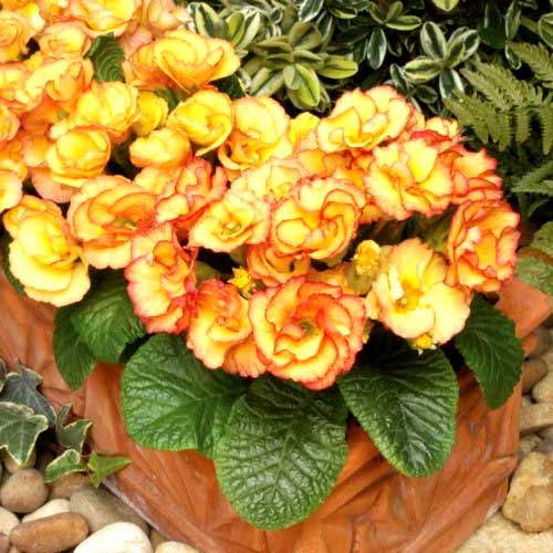 Примула махровая Розанна абрикосовая F1 изображение 1 артикул 65897