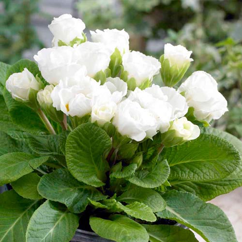 Примула махровая Розанна белая F1 изображение 1 артикул 65898