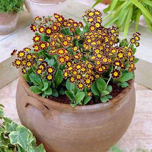 Примула Серебряное кружево, смесь окрасок изображение 1 артикул 69973