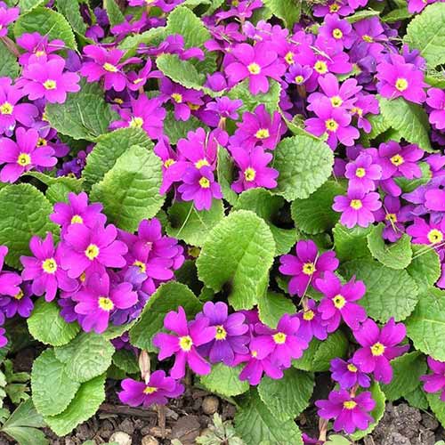 Примула Ванда изображение 1 артикул 01396