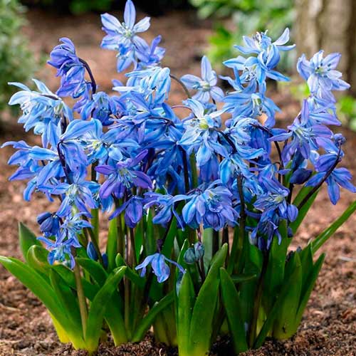 Пролеска сибирская изображение 1 артикул 70242