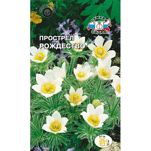 Прострел Рождество Седек изображение 1 артикул 93961